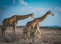 Giraffes in Etosha National Park in Namibia, Africa