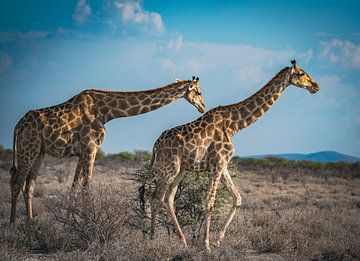 Giraffes in Etosha National Park in Namibia, Africa by Patrick Groß