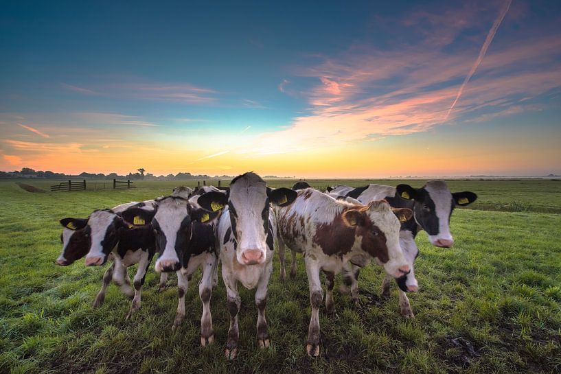 These cows by Marc Hollenberg