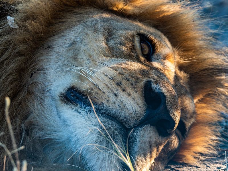lion's head by Marc Van den Broeck