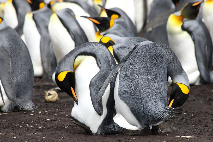 King Penguins by Antwan Janssen