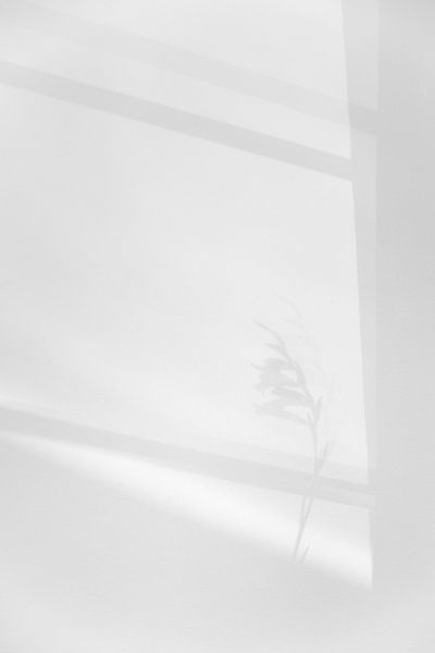 Fenêtre et ombre d'une fleur de casque sur Tot Kijk Fotografie: natuur aan de muur