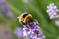 Hommel lavendel