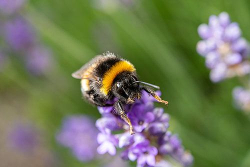 Hommel lavendel