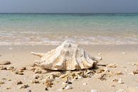 Zeeschelp op tropisch strand van Jeroen Kleiberg thumbnail