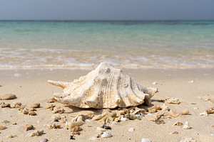 Seashell on tropical beach
