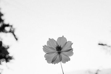 Black and white flower