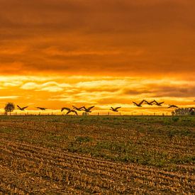 Flying geese during sunrise in South Limburg by John Kreukniet