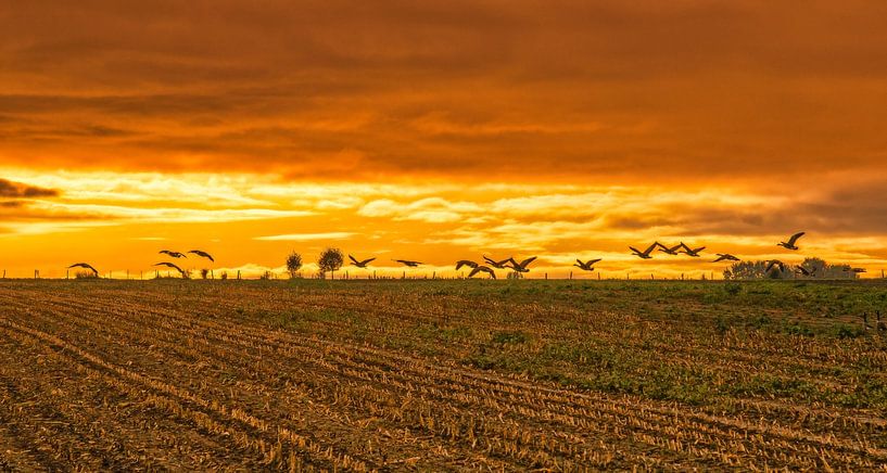 Flying geese during sunrise in South Limburg by John Kreukniet