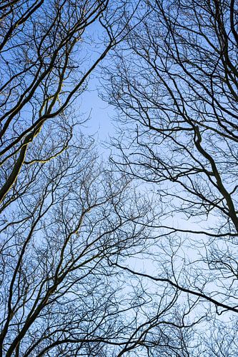 Takken van bomen met blauwe lucht | Natuur | Winter