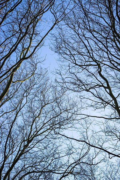 Branches of trees with blue sky | Nature | Winter by Kelsey van den Bosch