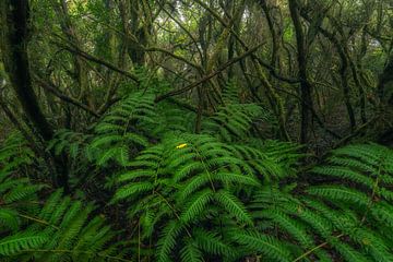 Forest with ferns in the Anaga Mountains on Tenerife by Niko Kersting