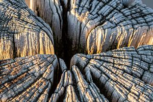 Gros plan d'une vieille tête de pile en bois au coucher du soleil à Burgh Haamstede (Zélande/Pays-Bas)