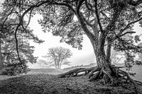 Mistige ochtend in de Soesterduinen