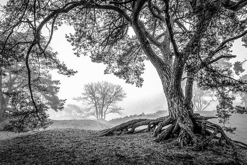Mistige ochtend in de Soesterduinen