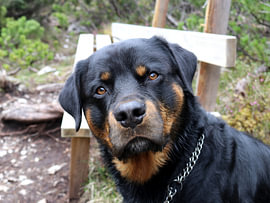 Charlie the Rottweiler out and about in the Karwendel by Helmut Martin - The Art of Stone - Steinkunst & Photographie
