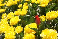 Rote Tulpe zwischen gelben Nelken