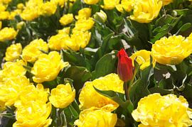 Red tulip among yellow carnations by Mees van der Wiel