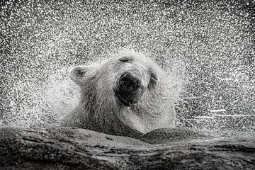 Polar bear with water fun by Chihong