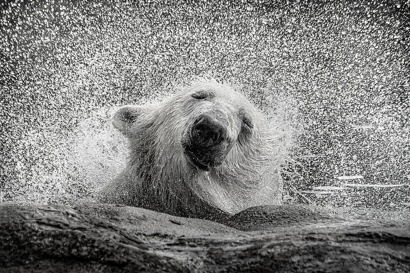 Eisbär mit Wasserspaß von Chi