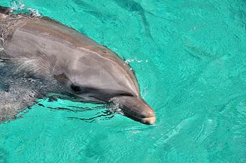 Grand dauphin à Curaçao sur Karel Frielink
