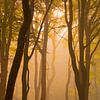 Sunrise in a foggy forest by Arjan van de Logt