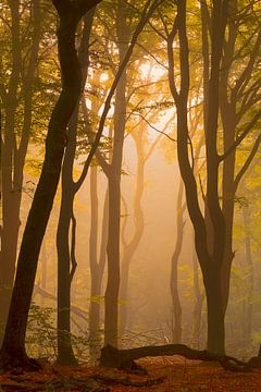 Lever du soleil dans une forêt brumeuse