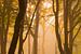 Lever du soleil dans une forêt brumeuse sur Arjan van de Logt