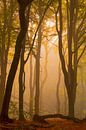 Sonnenaufgang in einem nebligen Wald von Arjan van de Logt Miniaturansicht