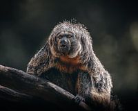 Singe à face blanche