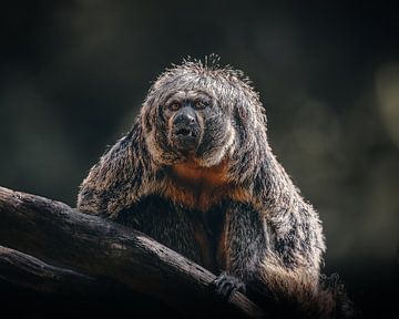 Witgezichtsaki aap van Lynn Meijer