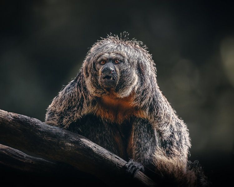 White-faced monkey by Lynn Meijer