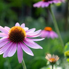 Echinacea good for us by simone swart