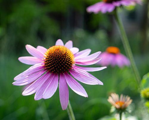 Echinacea goed voor ons