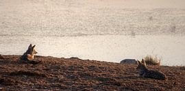 Chill Schakale von BL Photography