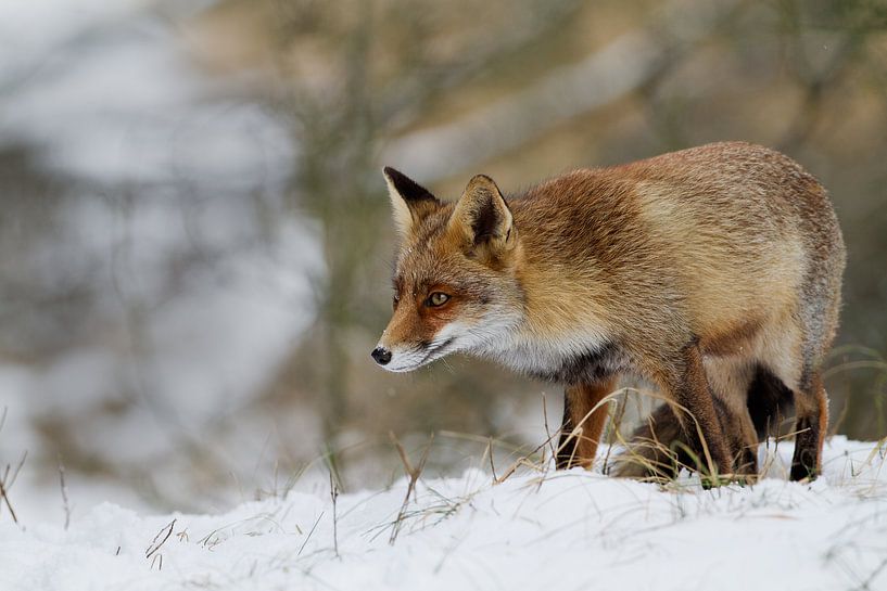 Red fox in wintertime by Menno Schaefer