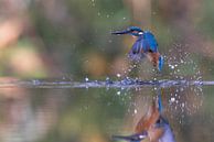 IJsvogel die visjes uit het water vangt van Thijs Schouten thumbnail