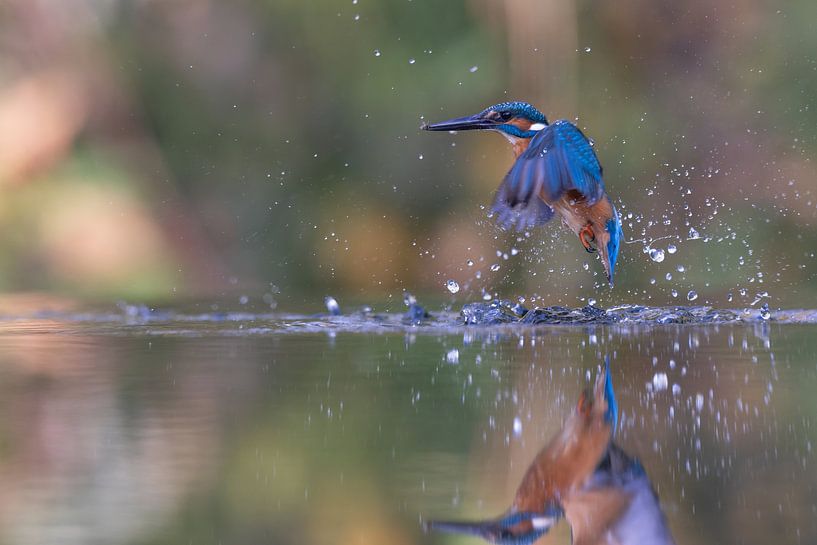 IJsvogel die visjes uit het water vangt van Thijs Schouten