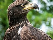  Adelaar van Annelies Martinot thumbnail
