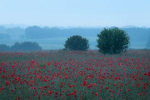 Ein wunderschönes Feld voller Mohnblumen an einem kühlen Sommermorgen.