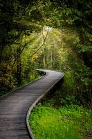 Lostwoods