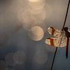 Bandheidelibel im Morgenlicht. von Susan van Etten