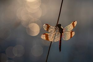 Bandheidelibel im Morgenlicht.