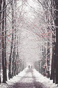 Une allée d'arbres en hiver dans le Zeisterbos ! sur Peter Haastrecht, van