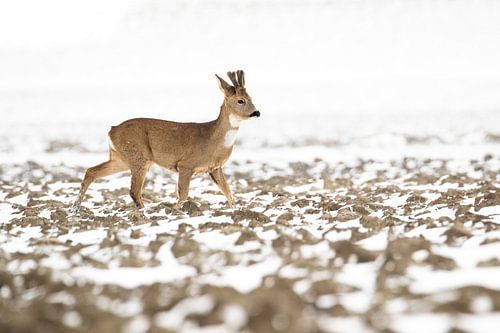 Survival in a February