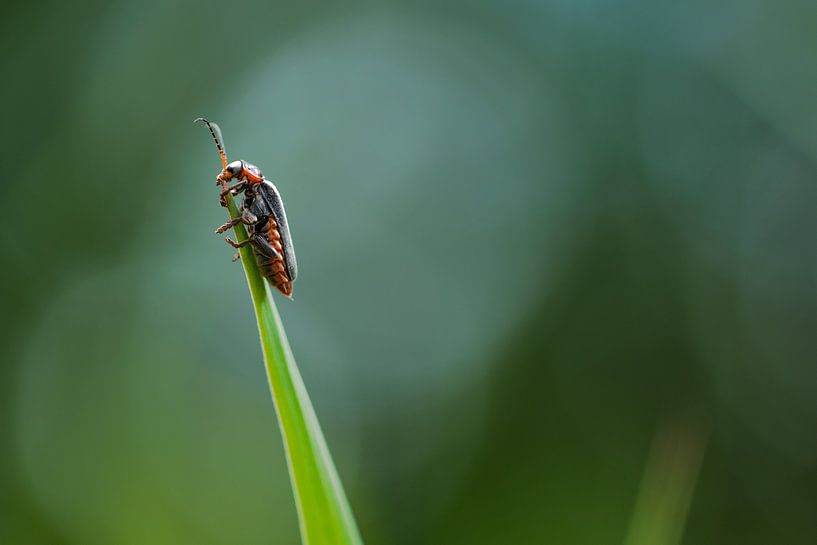 Schwarzbeiniger Soldat von Valentijn Jeronimus