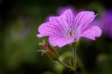 Géranium sur Rob Boon