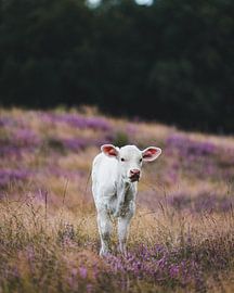 Charolais calf in the blooming heathland by Annemarie ten Kate