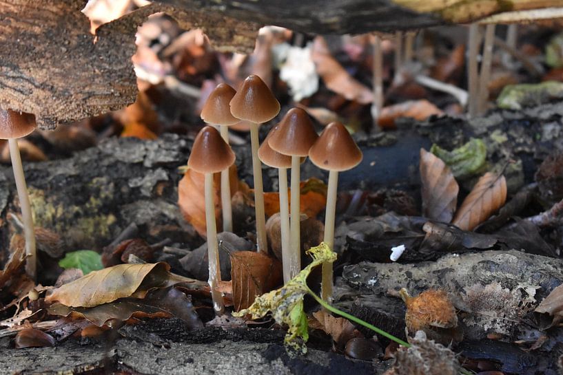 Herbst von Sylvia Schmidt
