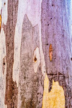 Abstracte boomstam met schors Eucalyptus van Dieter Walther
